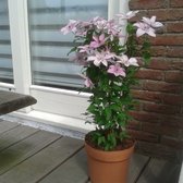 2 x Clematis Hagley Hybrid - Set van 2 Klimplanten - Roze, Meerjarig bloeiende Klimplanten & winterharde tuinplanten | 2 x 1,5 liter pot