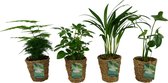 OUR FRIENDS | 4 plant pack - Areca Lutescens, Asparagus Plumosus, Schefflera Arboricola, Monstera Deliciosa - 30 cm hoog - Kleine kamerplant + Seagrass Basket