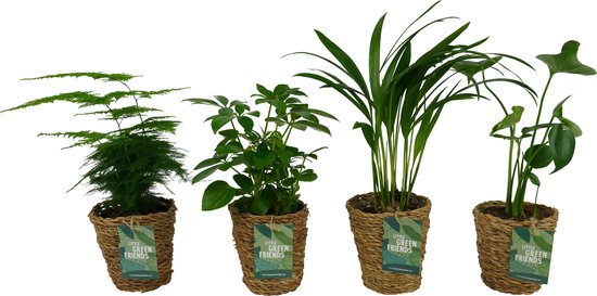 OUR FRIENDS | 4 plant pack - Areca Lutecens, Asparagus Plumosus, Schefflera Arboricola, Monstera Deliciosa - 30 cm hoog - Kleine kamerplant + Seagrass Basket