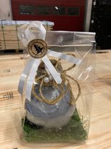 Wax Amaryllis zilver - gewaxte amaryllis - Hippeastrum in leuke geschenkverpakking - Relatiegeschenk