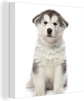 Canvas Schilderij Husky puppy op witte achtergrond - 90x90 cm - Wanddecoratie