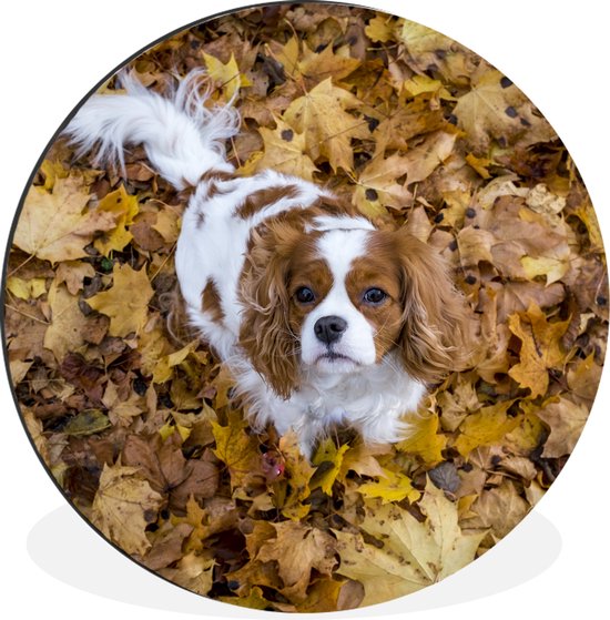 Wandcirkel Cavalier King Charles-spaniël aluminium - Cavalier King Charles-spaniël onderherfstbladeren - ⌀ - rond schilderij - fotoprint op aluminium / dibond / muurcirkel / wooncirkel / tuincirkel (wanddecoratie)