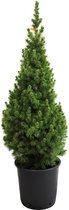 24uurkerstboom - Kleine Echte Kerstboom in Pot - Picea Conica 60-80cm