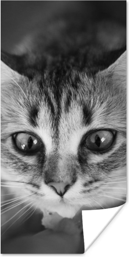 Poster Profil d animal chat odorant en noir et blanc 20x40 cm bol