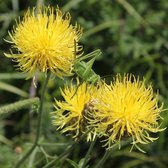 Centaurea orientalis - Centaurie - 5 cm - Pot 2 liter