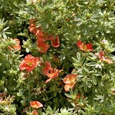 25 stuks | Heesterganzerik 'Red Ace' Blote wortel 20-30 cm - Bladverliezend - Bloeiende plant - Geschikt als lage haag - Weinig onderhoud