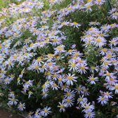 Aster ageratoides JS® 'Eleven Purple' - Herfstaster - 40 cm - Pot 2 liter