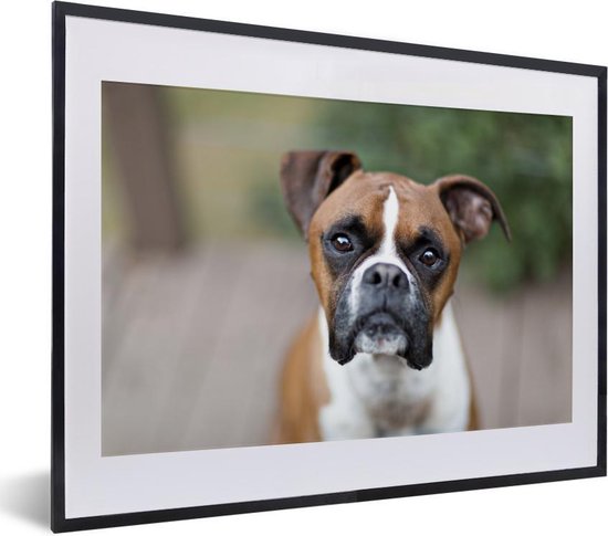 Un Boxer aux yeux brillants