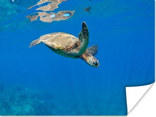 Schildpad zwemmend in oceaan Poster 60x40 cm - Foto print op Poster (wanddecoratie)