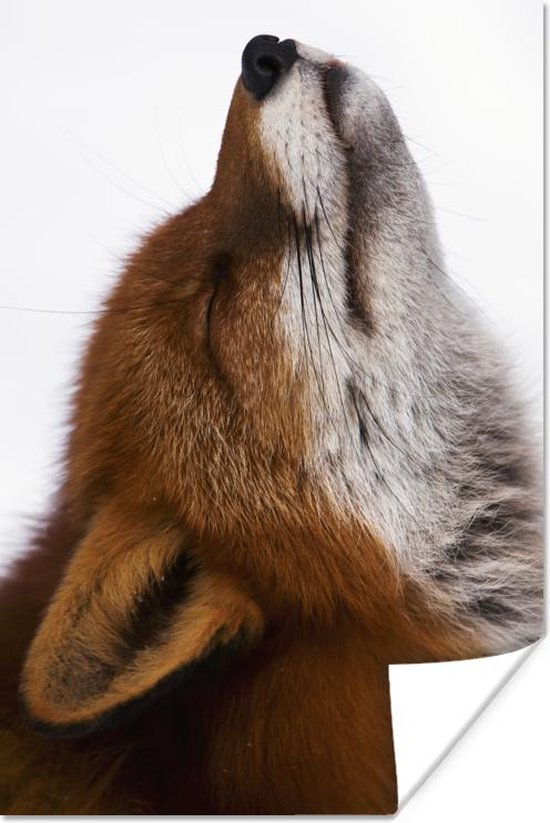 Vos met neus omhoog Poster 120x180 cm - Foto print op Poster (wanddecoratie woonkamer / slaapkamer) / Wilde dieren Poster XXL / Groot formaat!