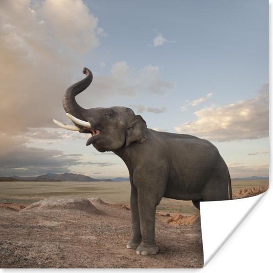 Poster Trompetterende olifant in de woestijn - 30x30 cm