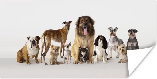Poster Groepsportret van honden - 160x80 cm