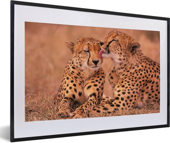 Fotolijst incl. Poster - Baby cheeta's - 60x40 cm - Posterlijst