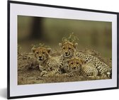 Fotolijst incl. Poster - Jonge cheetah welpen - 60x40 cm - Posterlijst