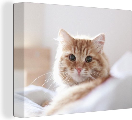 Schilderij kat - Oranje - Wit - Bed - Close up - Canvas kat - Katten schilderij - Wanddecoratie - 120x90 cm
