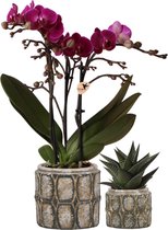 Planten set Industrial violet | Set met witte Phalaenopsis Orchidee Ø9cm en groene plant Succulent Ø6cm | incl. cementen sierpotten