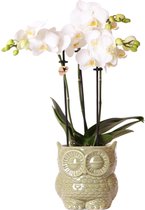 Kolibri Orchids | witte Phalaenopsis orchidee – Amabilis + Owl sierpot groen – potmaat Ø9cm – 40cm hoog | bloeiende kamerplant in bloempot - vers van de kweker