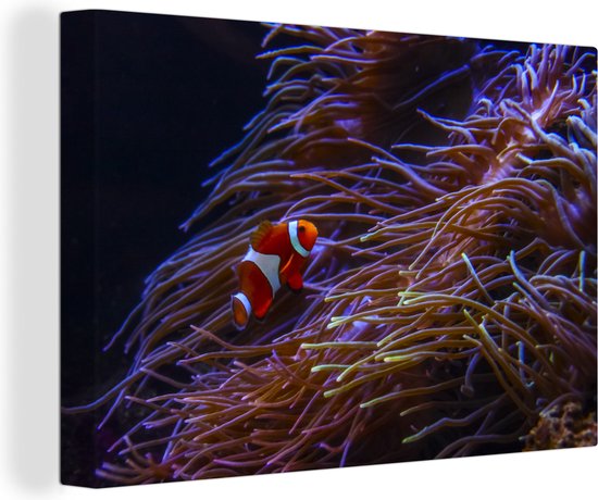 Nemo clown vis bij koraal Canvas 120x80 cm - Foto print op Canvas schilderij (Wanddecoratie)
