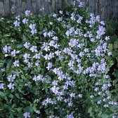 12 x Viola 'Boughton Blue' - Viooltje 'Boughton Blue'  in 9x9cm pot met hoogte 0-10cm