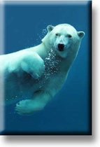 Een bijzondere magneet met een mooie afbeelding van een ijsbeer. De magneet kan op de koelkast worden gehangen of op een andere plek. Voor uzelf of Bestel Een Kado.