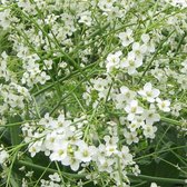 6x Crambe cordifolia - Zeekool - Pot 9x9 cm