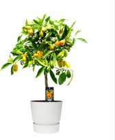 Fruitgewas van Botanicly – Citrus Kumquat in witte ELHO plastic pot als set – Hoogte: 85 cm