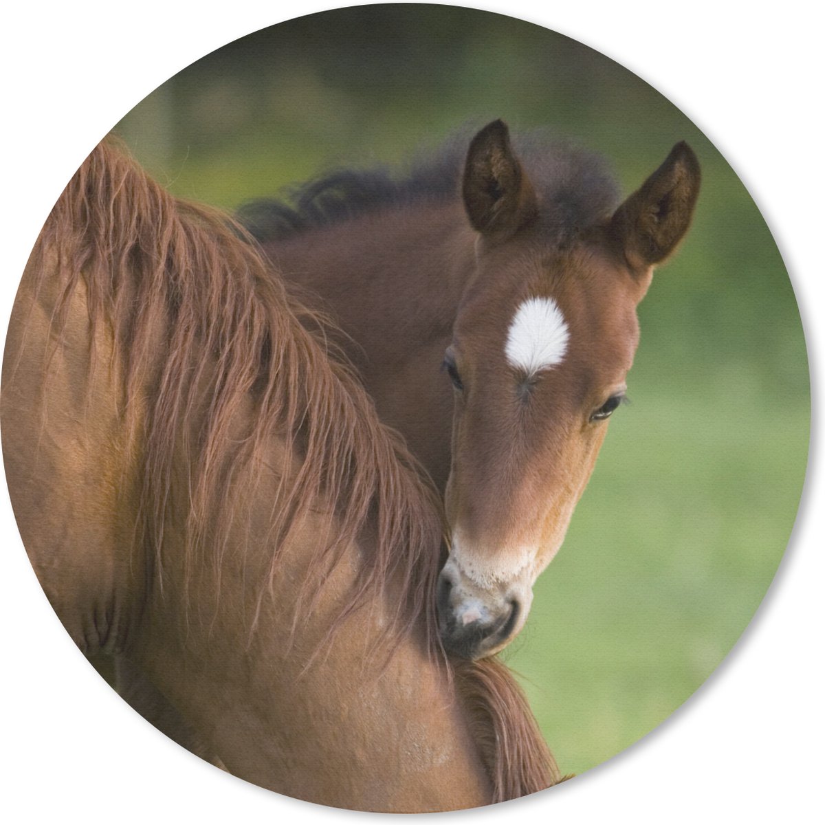 Muismat rond 20x20 cm - Mousepad Paarden - Gras - Portret - Ronde muismatten