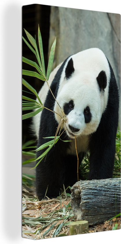 Canvas Schilderij Panda - Boomstam - Grot - 20x40 cm - Wanddecoratie