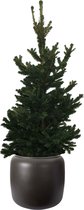 ELHO ® Pure Beads Small Ø 40 (Walnootbruin) met Picea abies Will's Zwerg – ? 90cm – ? 39,2cm
