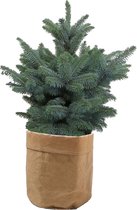 Picea pungens Super Blue in Sizo bag (natural) – ↨ 85cm – ⌀ 30cm