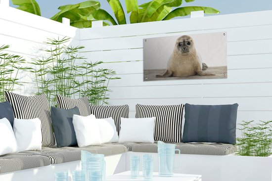 Affiche de jardin Phoque - Animaux - Enfant - Garçons - Filles - Enfants - 60x30 cm - Toile jardin - Affiche extérieure