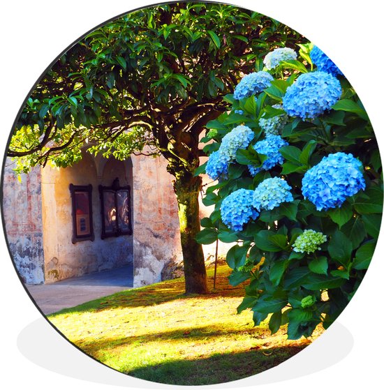 WallCircle - Wandcirkel - Muurcirkel - Blauwe hortensia's - Aluminium - Dibond - ⌀ 30 cm - Binnen en Buiten