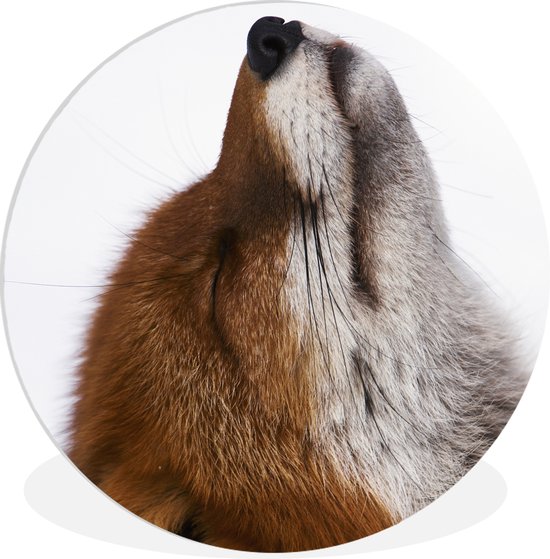 Cercle mural - Cercle mural Indoor - ⌀ 30 cm - Plastique - Renard - Nez - Wit