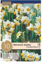 Zakje narcissenbollen - Narcissus 'Canaliculatus' - witte narcissen - 10 bollen