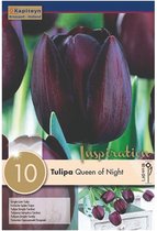 Zakje tulpenbollen - Tulipa 'Queen of Night' - donkerpaarse tulpen - 10 bollen