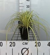6x Carex oshimensis 'Evergold' - Zegge - Pot 9x9 cm