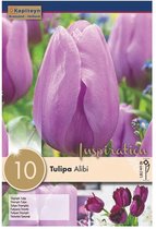 Zakje tulpenbollen - Tulipa 'Alibi' - paarse tulpen - 10 bollen