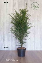10 stuks | Taxus baccata Pot 80-100 cm - Formele haag - Geschikt voor vormsnoei - Vruchtdragend - Weinig onderhoud