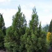 Cryptomeria japonica 'Kitayama' - Japanse ceder - Planthoogte: 80-100 cm - Pot Ø 23 cm (5 liter)