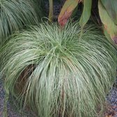 Carex comans 'Frosted Curls' - Smalbladige zegge - Planthoogte: 15 cm - Pot Ø 17 cm (2 liter)