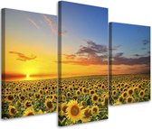 Trend24 - Canvas Schilderij - Weide Van Zonnebloemen - Drieluik - Landschappen - 150x100x2 cm - Geel