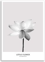 Trend24 - Canvas Schilderij - Witte Lotusbloem - Schilderijen - Bloemen - 70x100x2 cm - Grijs