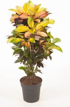 Kamerplant van Botanicly – Croton – Hoogte: 100 cm – Codiaeum variegatum Mrs Iceton