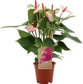 Kamerplant van Botanicly – Flamingoplant – Hoogte: 40 cm – Anthurium amalia elegance