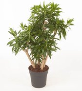 Kamerplant van Botanicly – Drakenboom – Hoogte: 110 cm – Dracaena reflexa