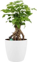 Kamerplant van Botanicly – China Doll plant incl. sierpot wit als set – Hoogte: 50 cm – Radermachera sinica