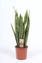 Kamerplant van Botanicly – Vrouwentongen – Hoogte: 65 cm – Sansevieria Laurentii