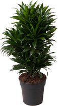 Kamerplant van Botanicly – Drakenboom – Hoogte: 70 cm – Dracaena compacta