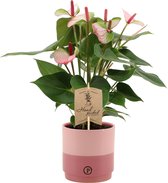 Kamerplant van Botanicly – Flamingoplant in roze keramiek pot als set – Hoogte: 36 cm – Anthurium amalia elegance