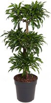 Kamerplant van Botanicly – Drakenboom – Hoogte: 120 cm – Dracaena reflexa Song of Jamaica